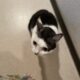 人間の排便の具合を確認しに来る猫