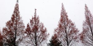 降りしきる雪の中のクリスマスツリー