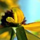 秋の気配～黄色い花と青い空